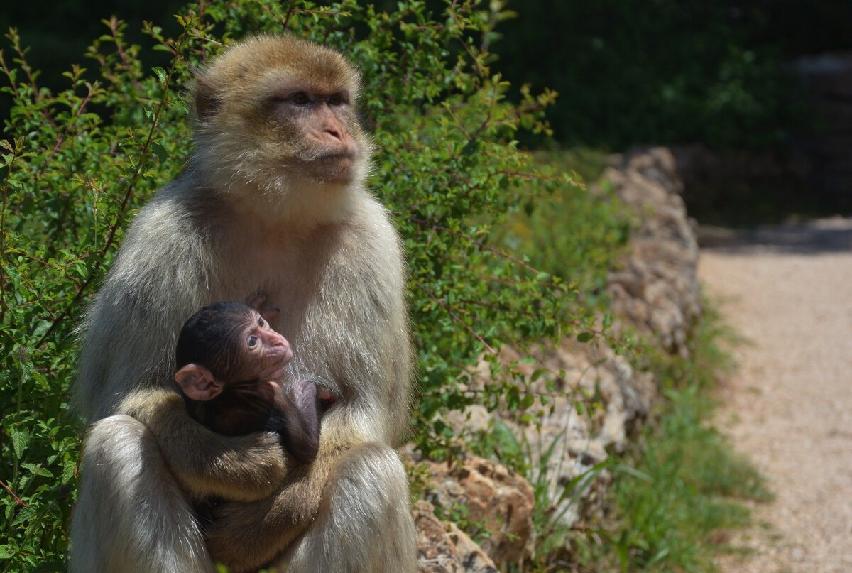 Imagen de Mario Léveillé en Pixabay. Такой маме и в самом деле никто не помогает 🙂