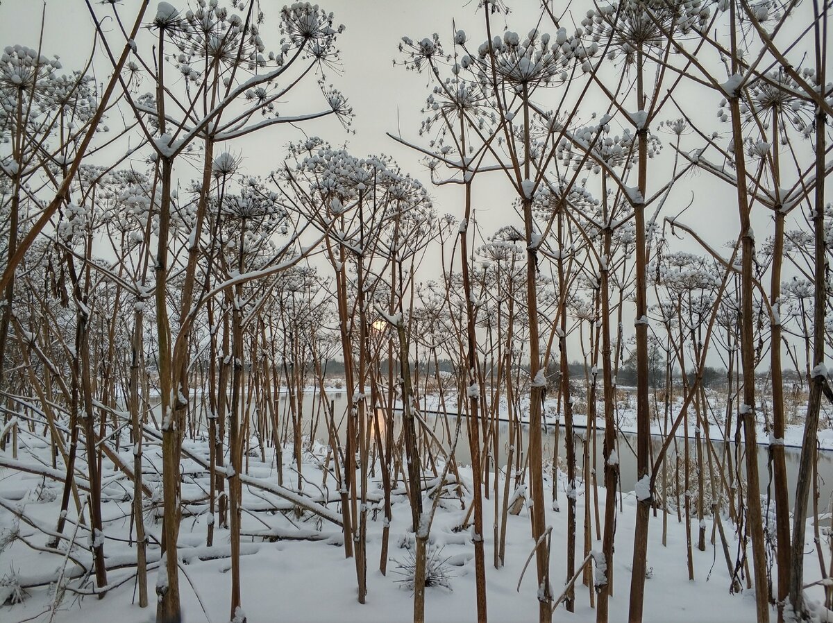 Лес из борщевика, высота растений на фото - окло 3 м, фото автора статьи