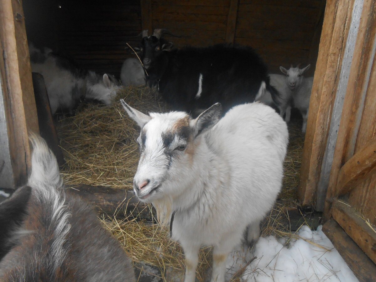 Черный- это козел Сеня)