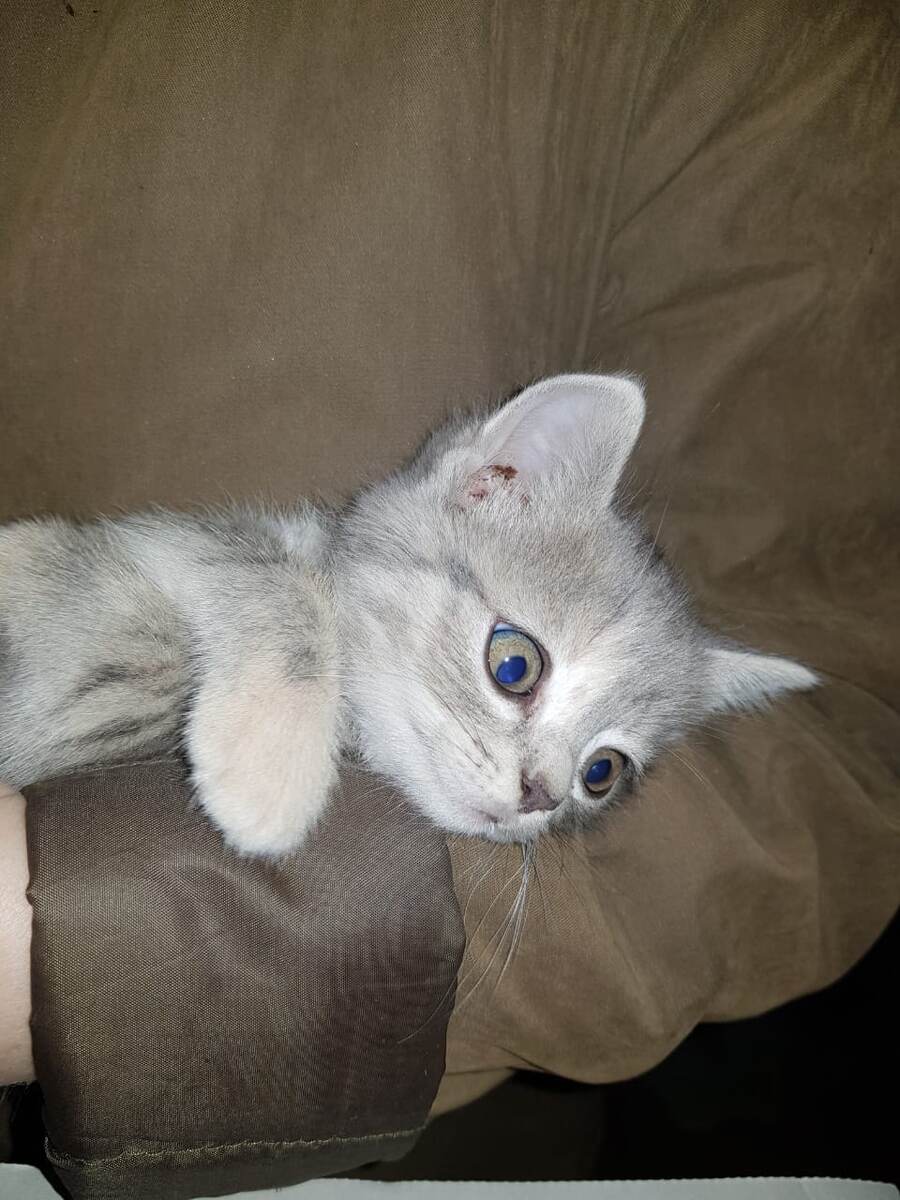 кошка на руках