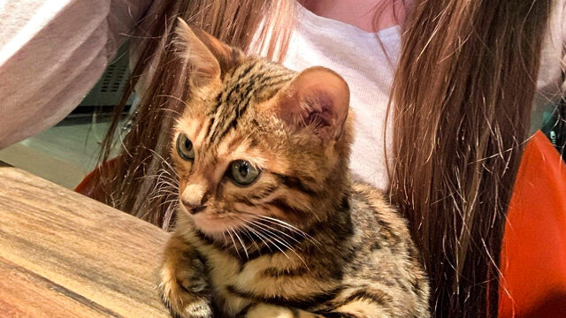 Котёнок по кличке Джамал