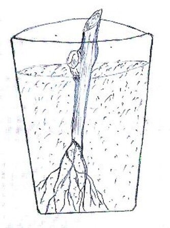 Черенок с одним глазком посажен традиционно