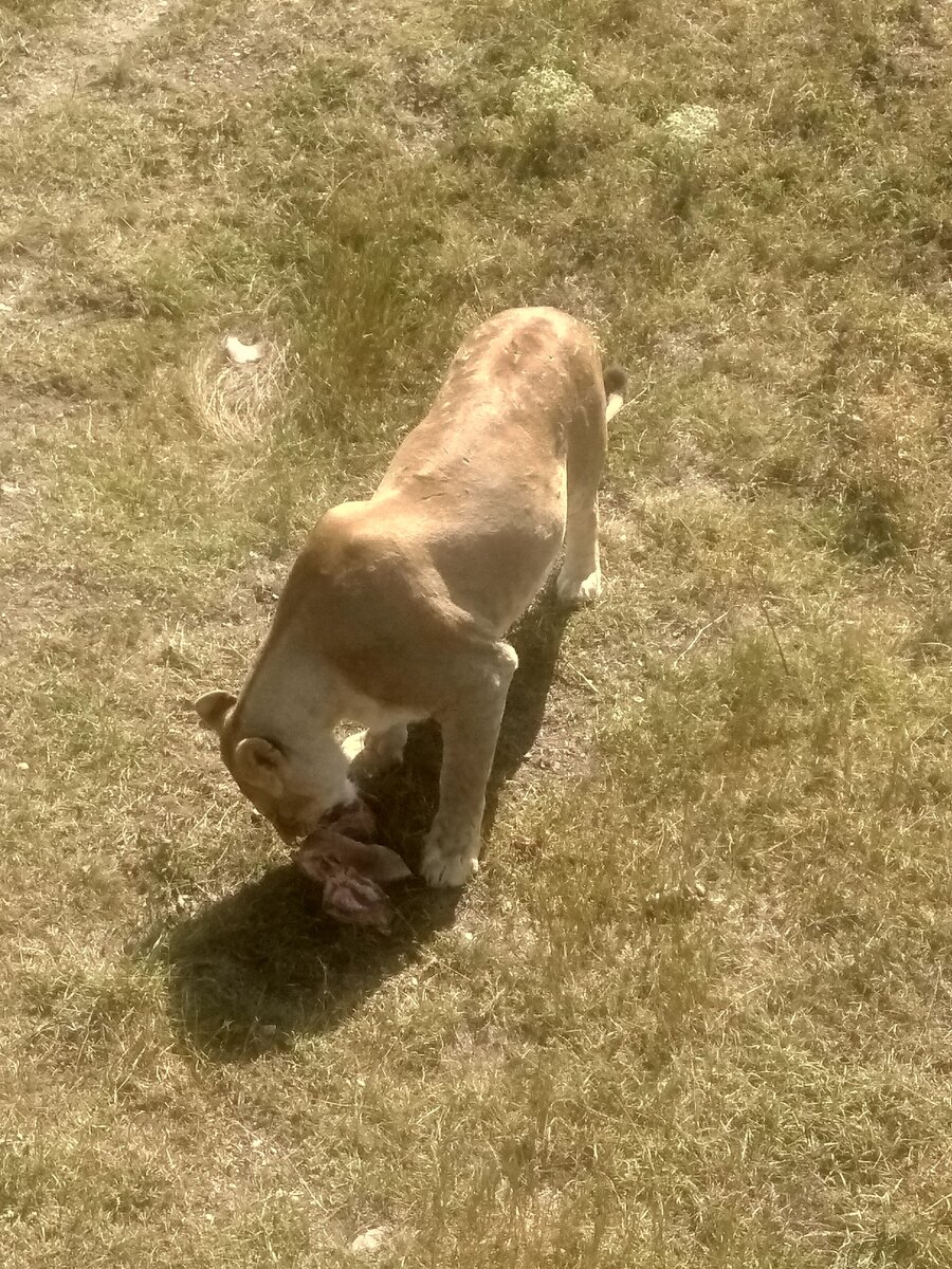 Обед хищника