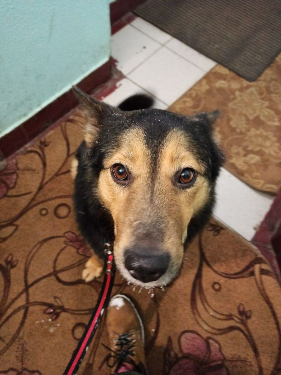 Джефри домашний!