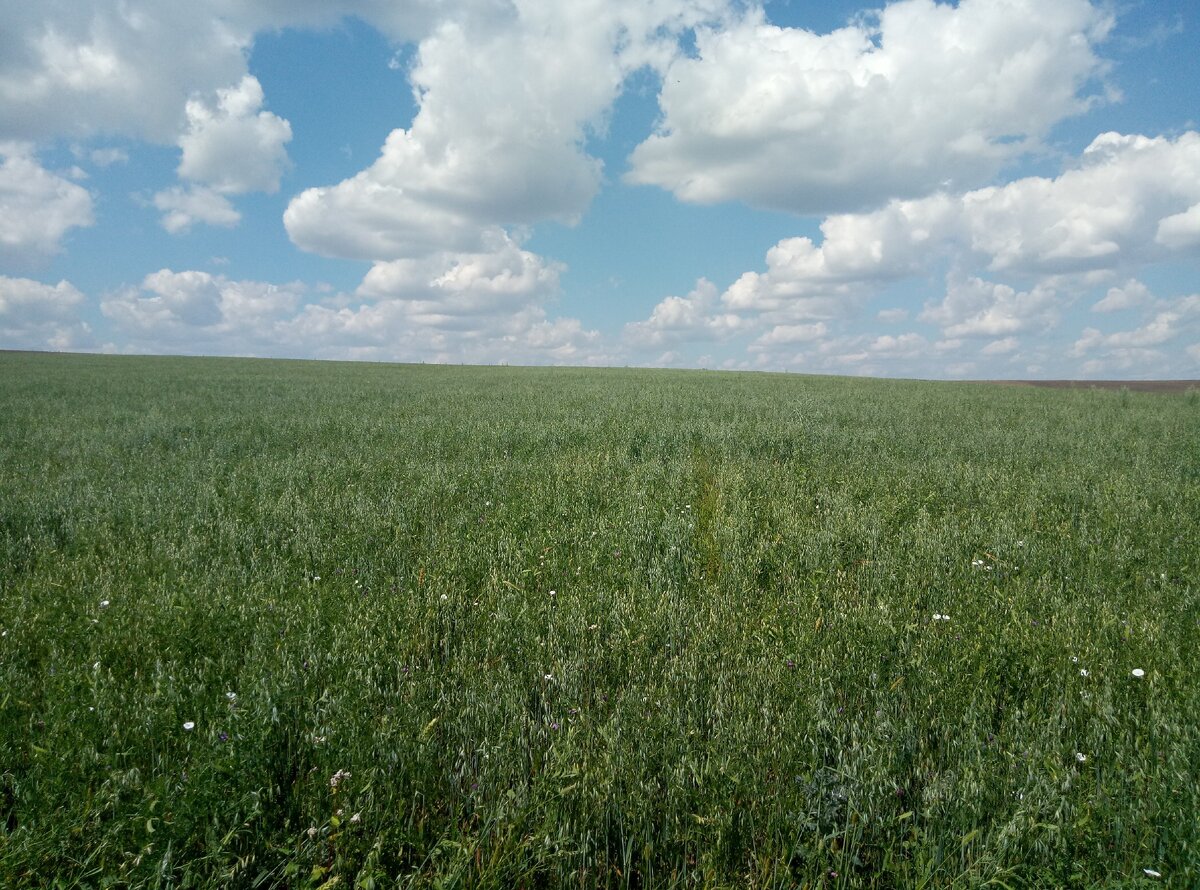 поля,