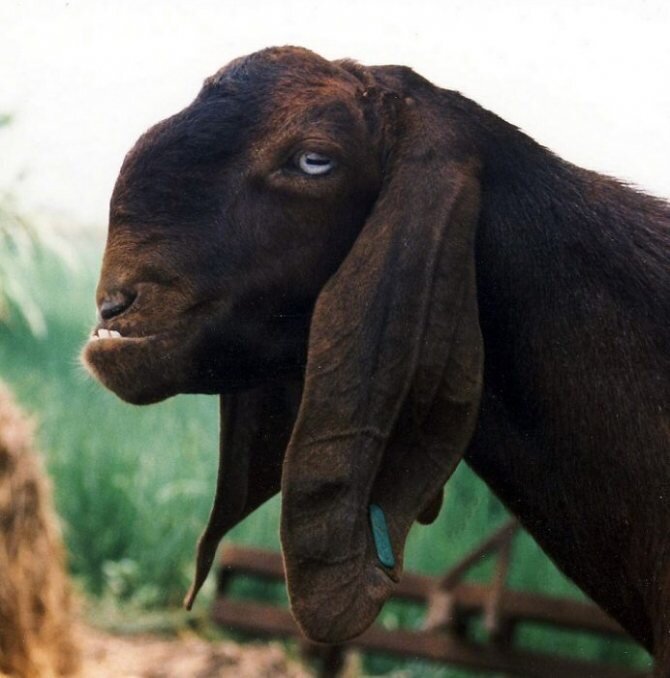 Морда козы The goat’s face