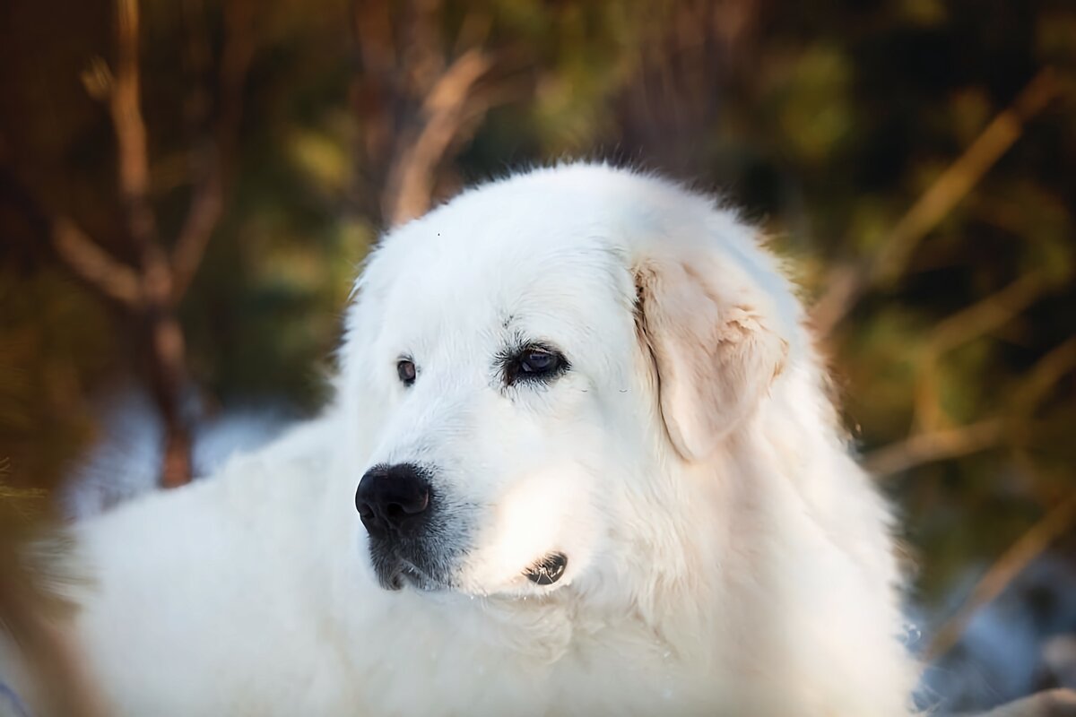 Мареммо-абруццкая овчарка: 6 фактов о крупной сторожевой породе из ...