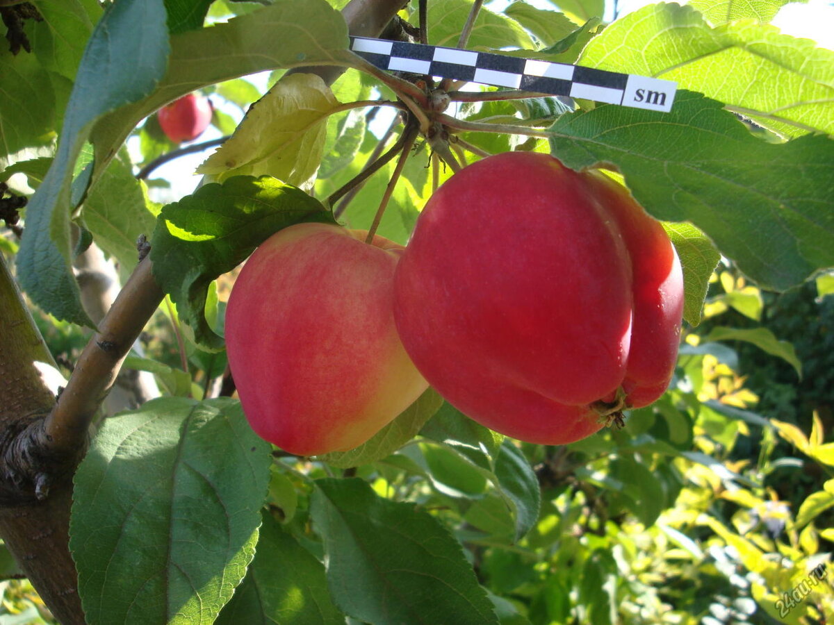 Особенности выращивания яблони в Сибири. Лучшие сорта, достоинства и недостатки
