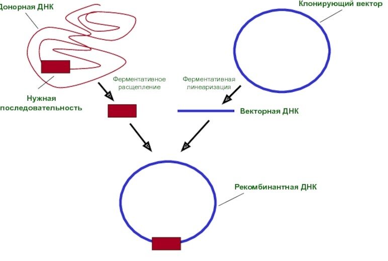Такова простейшая схема получения ДНК с нужным геном. Фото из интернета: https://thepresentation.ru