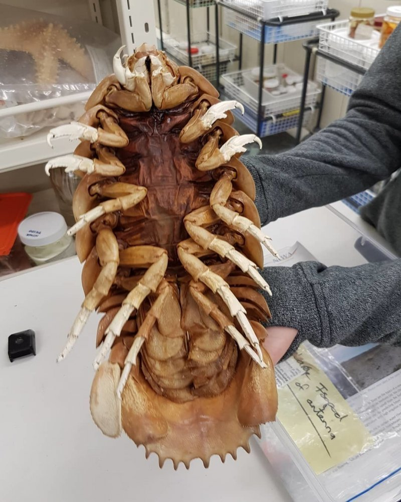 Фото с сайта wikids.ru