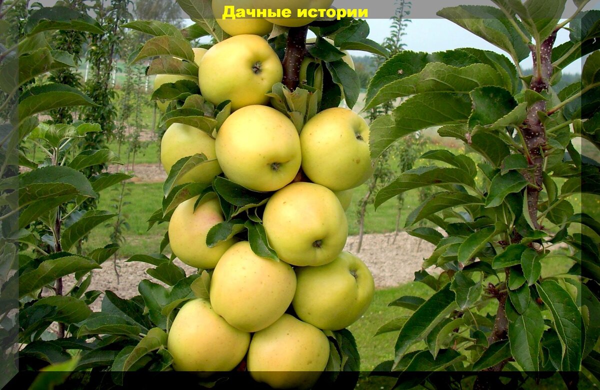 Простейшая обрезка колоновидной яблони. Советы и рекомендации для ...