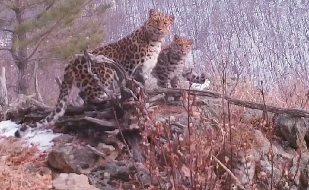 Фото: кадр из видео пресс-службы национального парка "Земля леопарда"