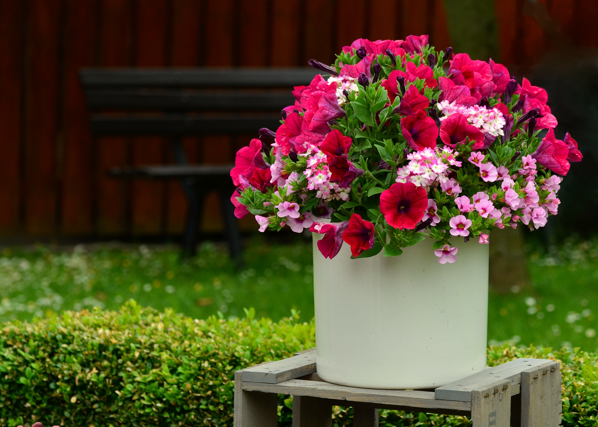 7 очаровательных и неприхотливых цветов для садовых вазонов, фото и описание