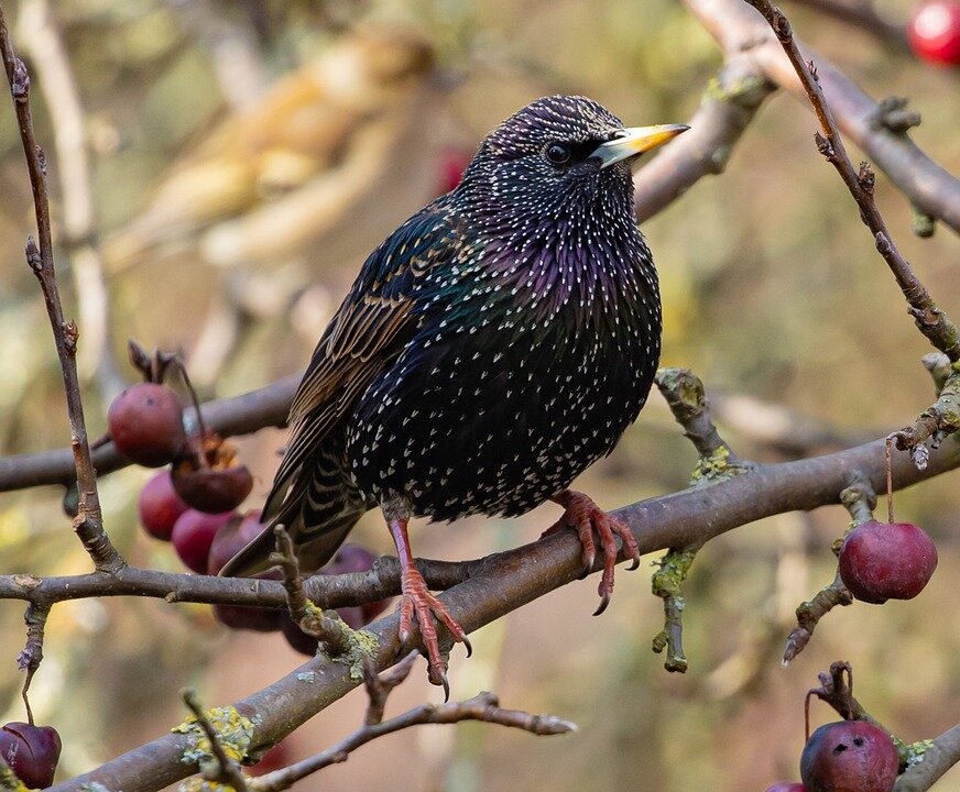 Источник: pixabay.com