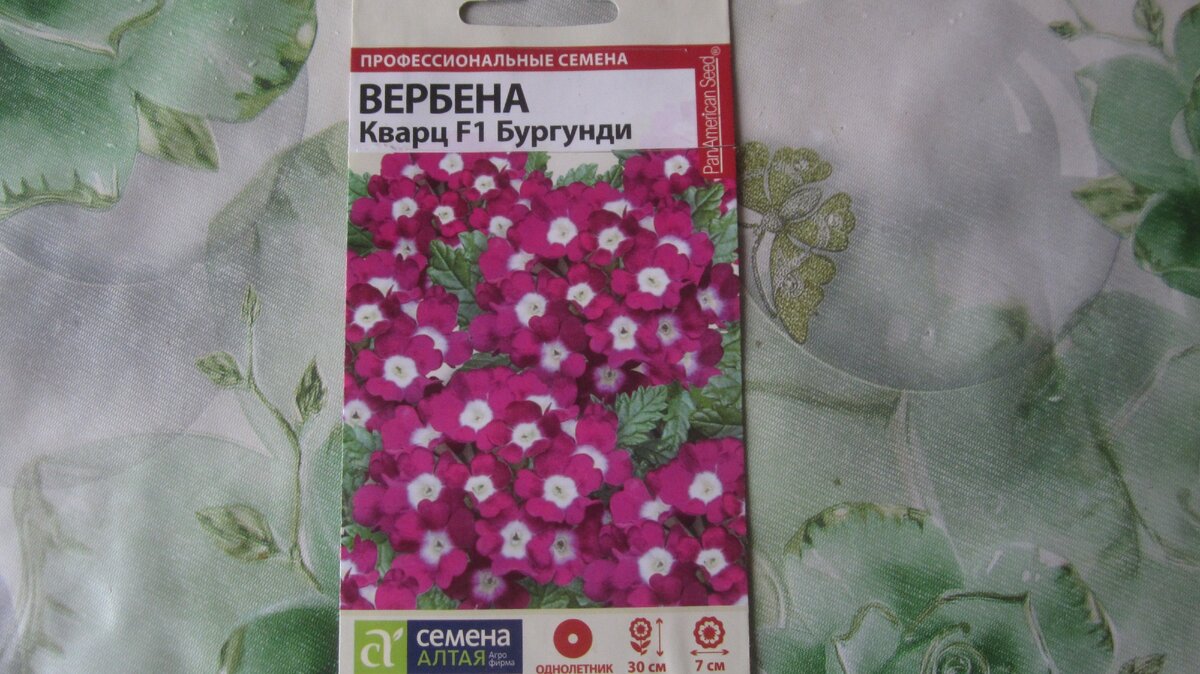 Вербена укоренилась и готовится к переезду в теплицу. | Цветочный  калейдоскоп | Дзен