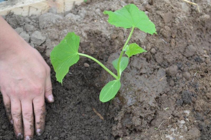 Сажаю рассаду огурцов.