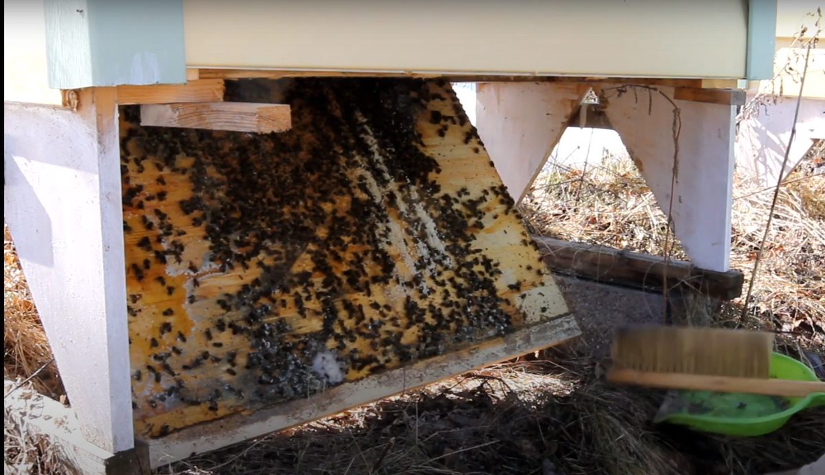 зимний подмор 2021 в сильной пчелосемье