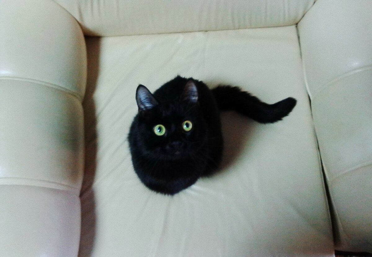 Кот Пузик