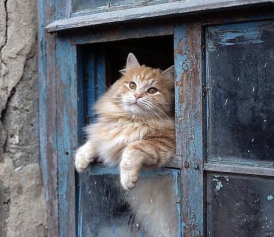 Фото: https://www.pinterest.ru/pin/416864509261639664/