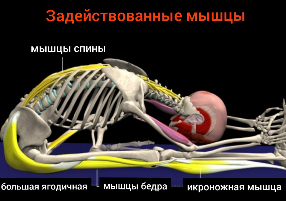 ягодичная складка где находится | Дзен