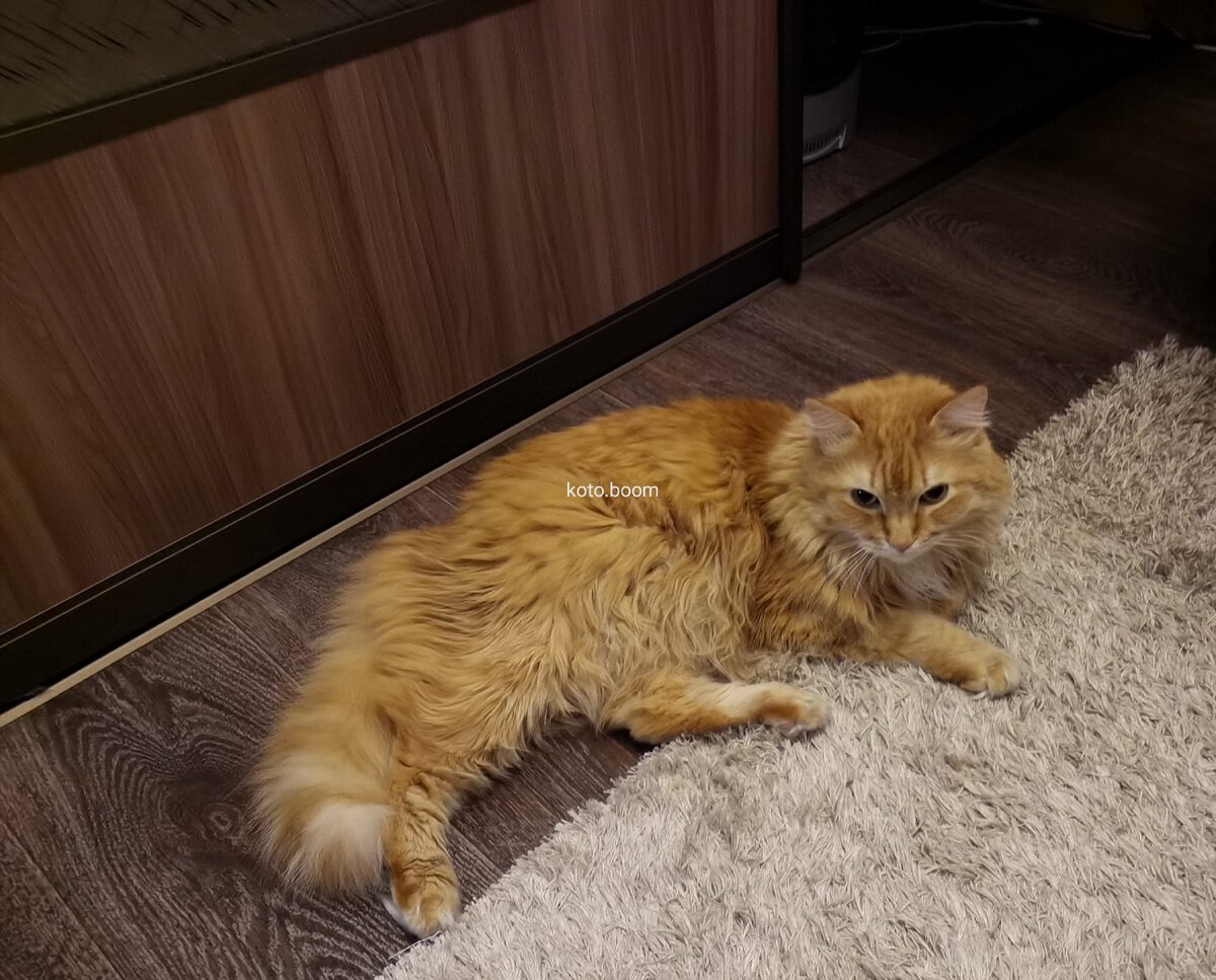    Знакомьтесь, кот по имени Вольт. 