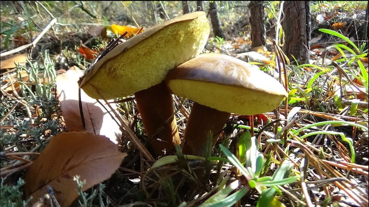 Польский гриб Boletus badius