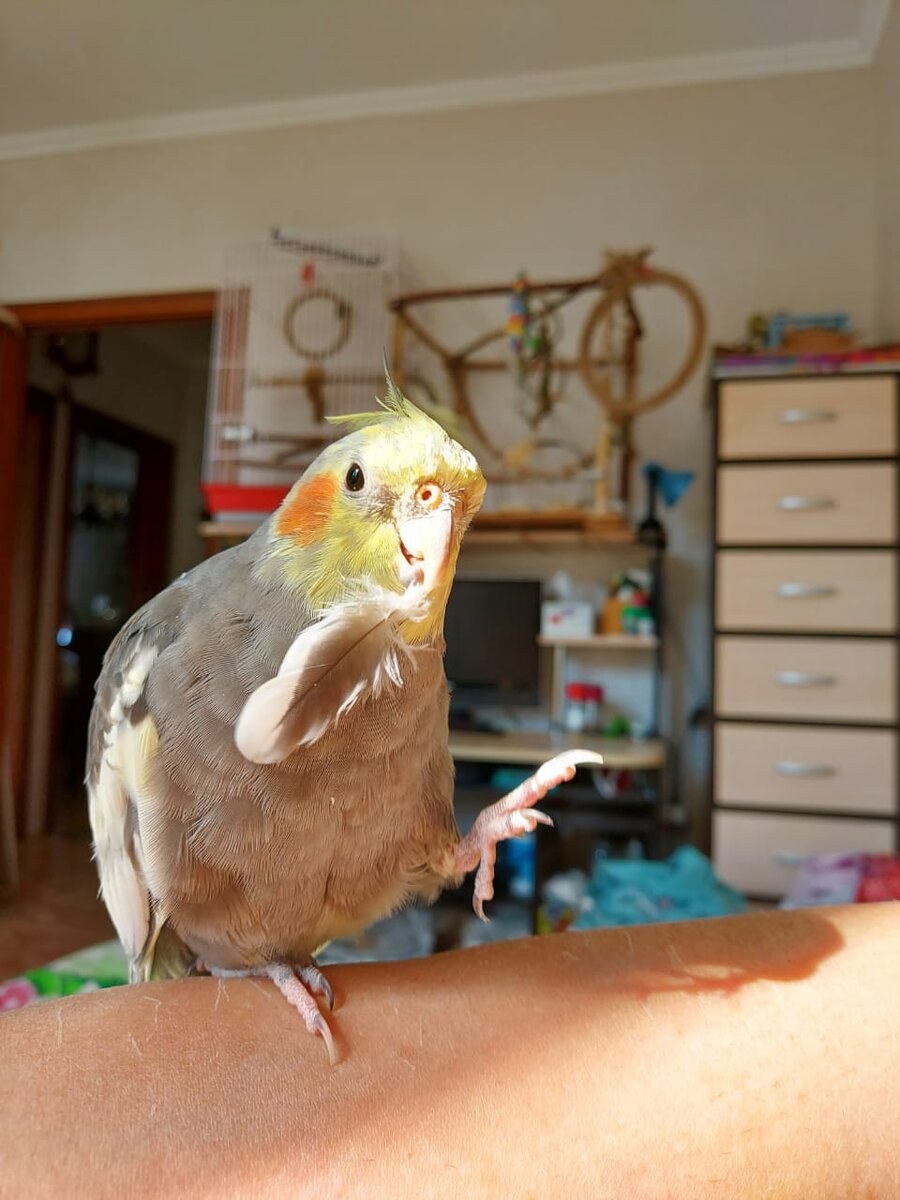 В общем, Яша испробовал конспектирование всеми размерами перьев. :) За фото спасибо Ларисе (https://www.instagram.com/l_timasheva/), хозяйке Яши.