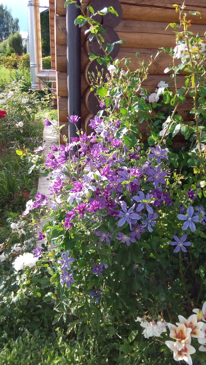 Клематис Арабелла