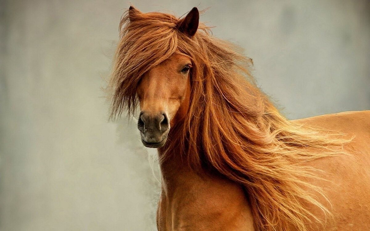 https://www.wallpaperflare.com/static/620/474/542/horse-mane-head-eyes-wallpaper.jpg