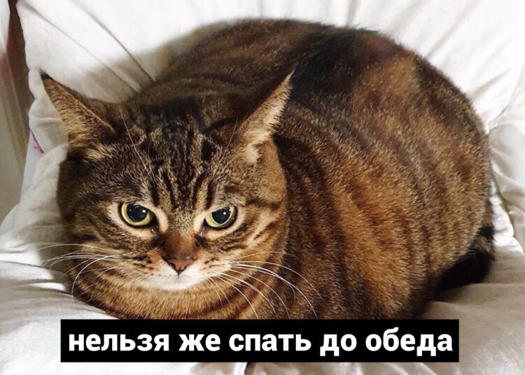 Котику можно)