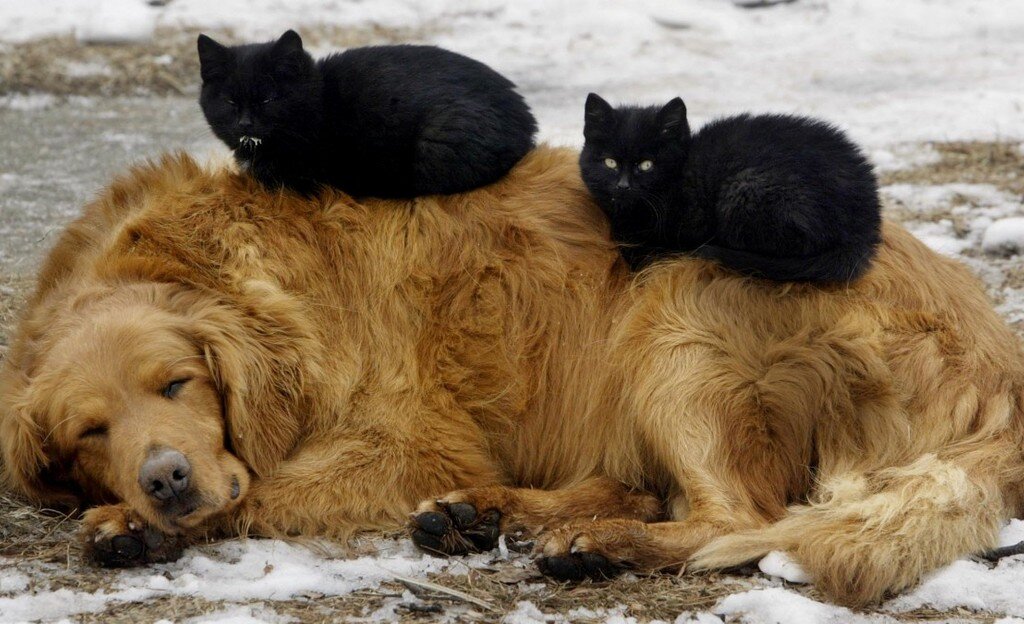 Так лапки не мерзнут