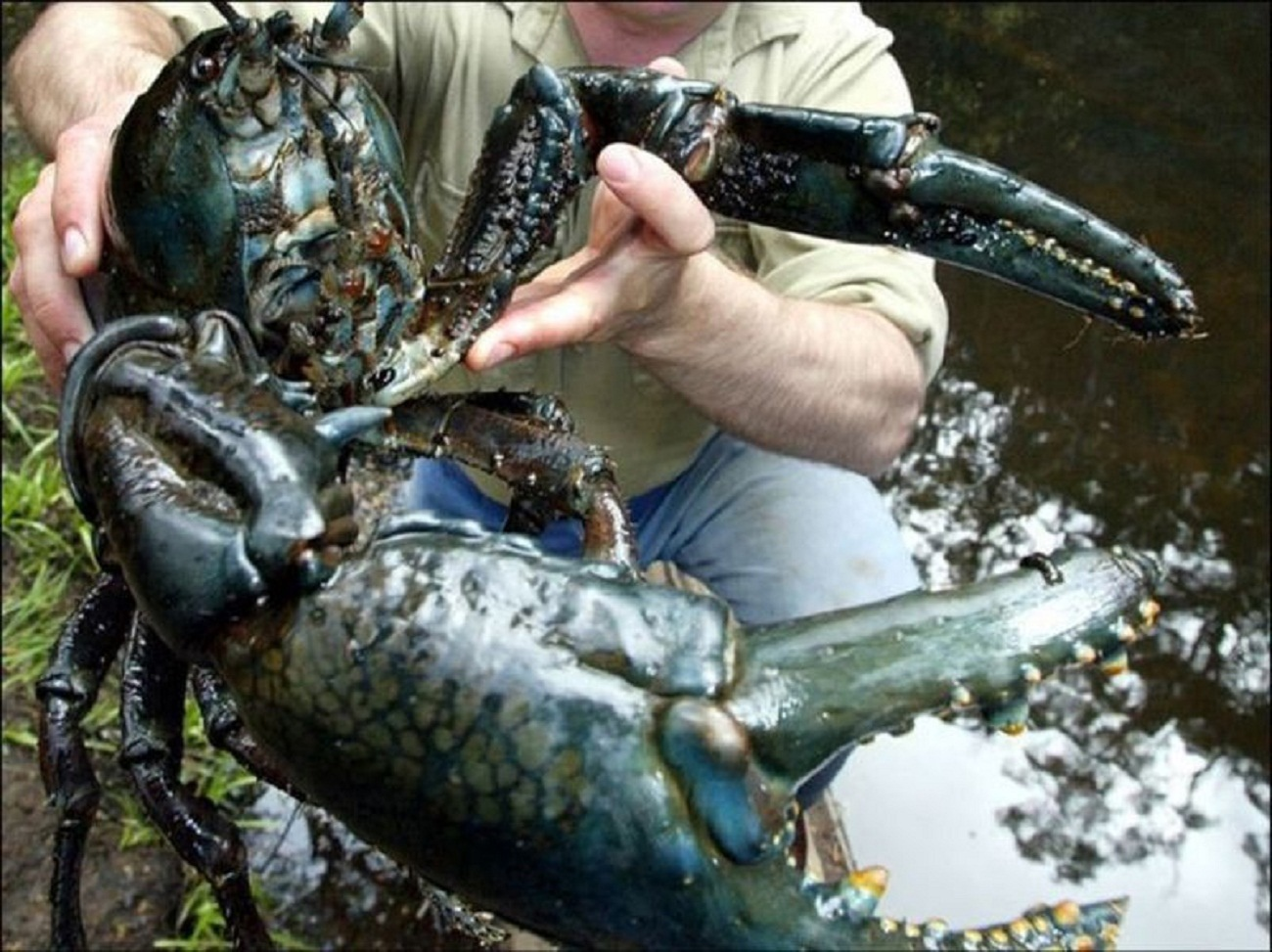 В какой воде водятся раки. Пресноводный рак, Astacopsis Gouldi. Тасманский гигантский краб. Пресноводный лобстер. Лобстер живой гигантский.