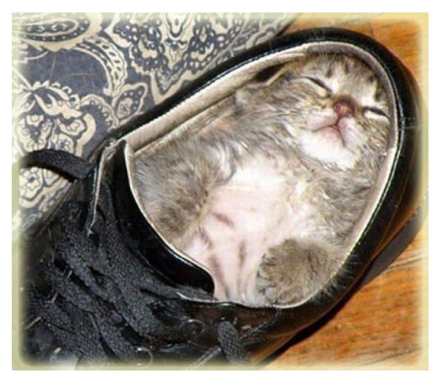 Котенок и ботинок