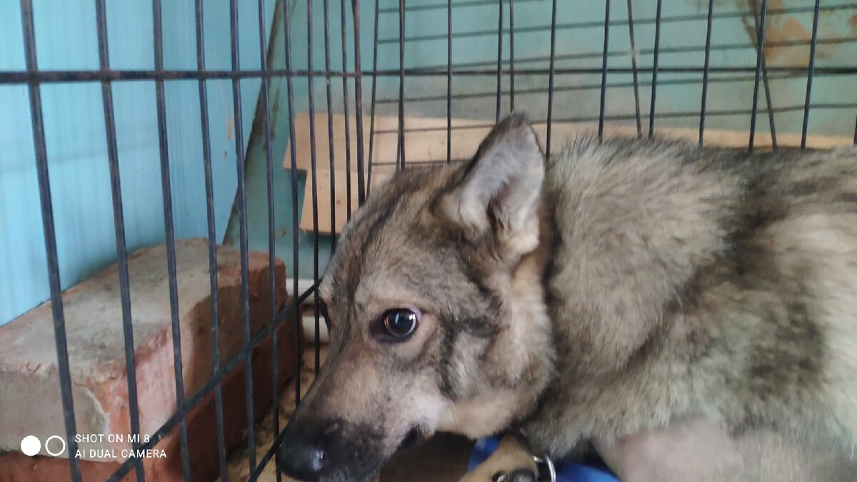 Три  месяца назад  жизнь амазонки Лады висела  на  волоске.    