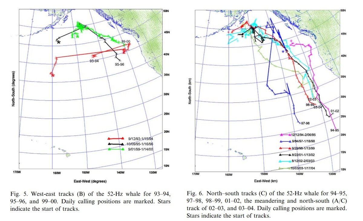 маршрут движения кита.