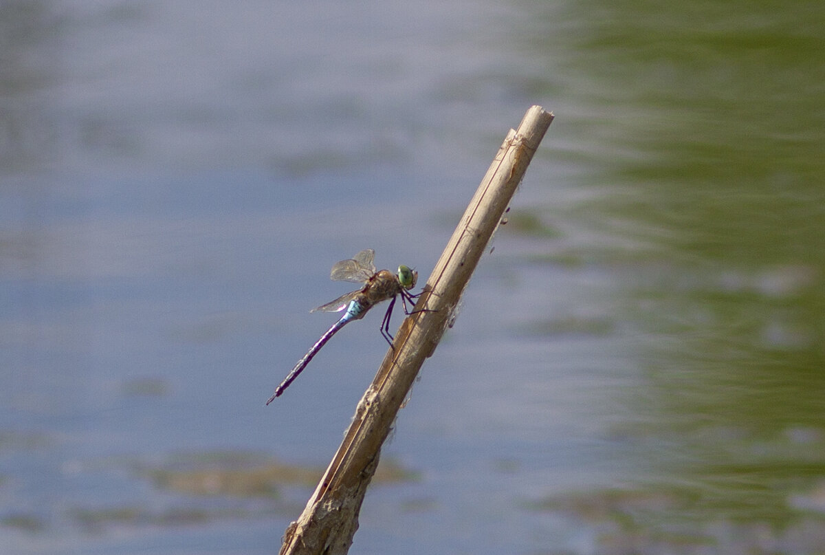 Самец дозорщика темнолобого присел на сухую травинку.