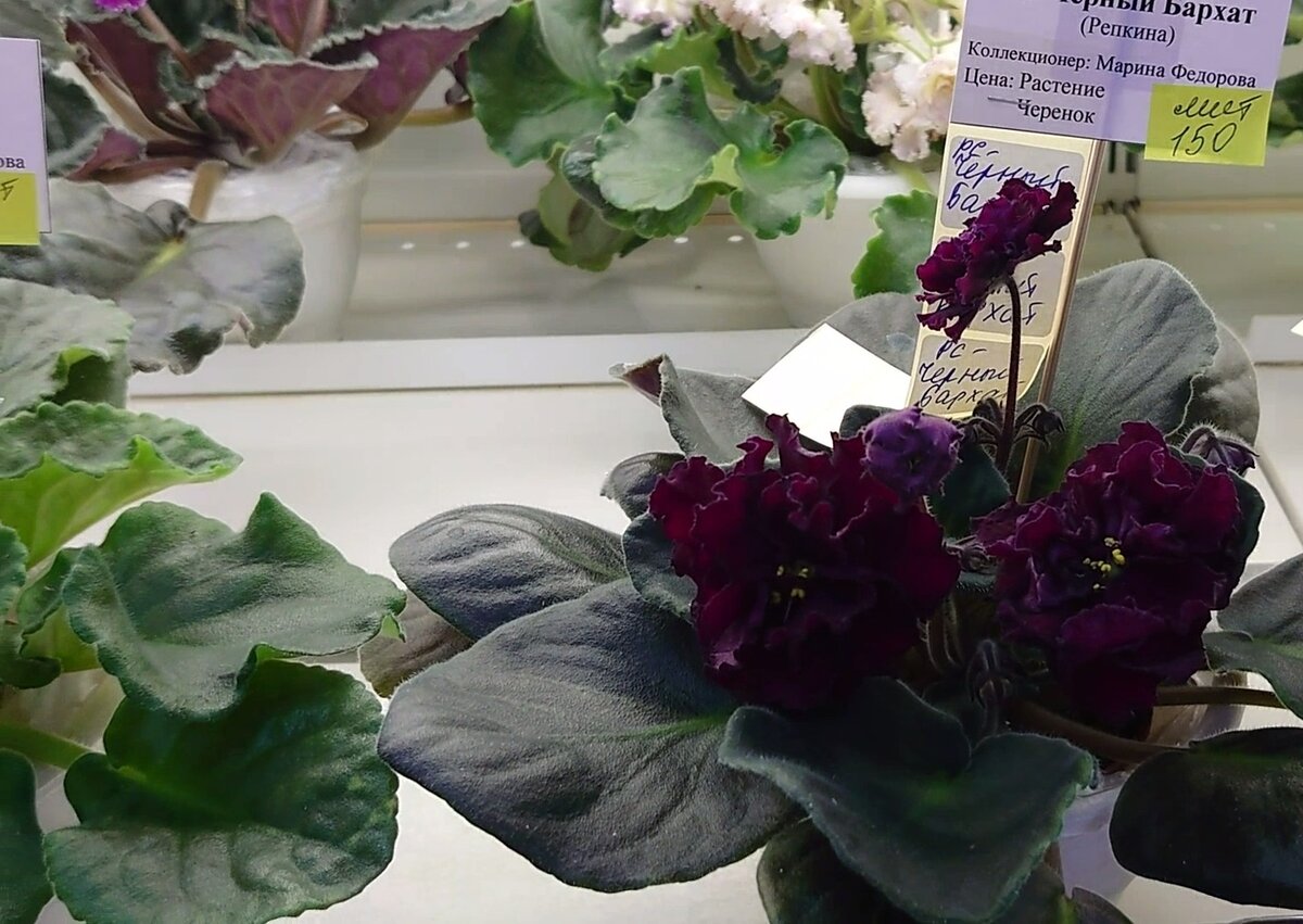 РС-Черный Бархат (Репкина)