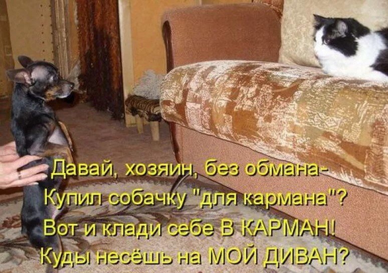 Новые смешные картинки с подписями