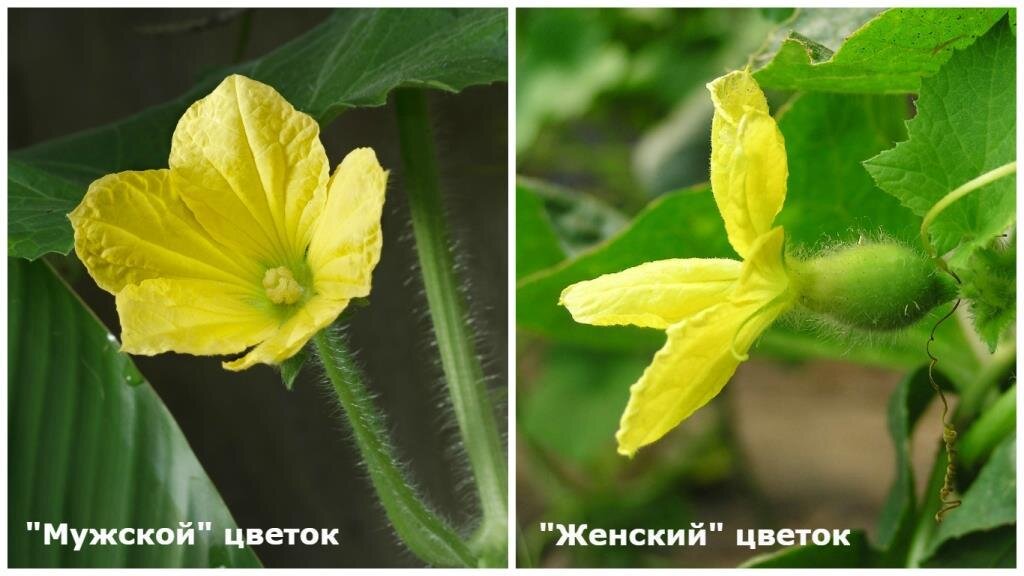 Пустоцвет. ПУСТОЦВЕТ У дыни. Пустоцветы и завязи на огурцах. Мужские и женские цветы огурцов. Цветки огурца мужские и женские.