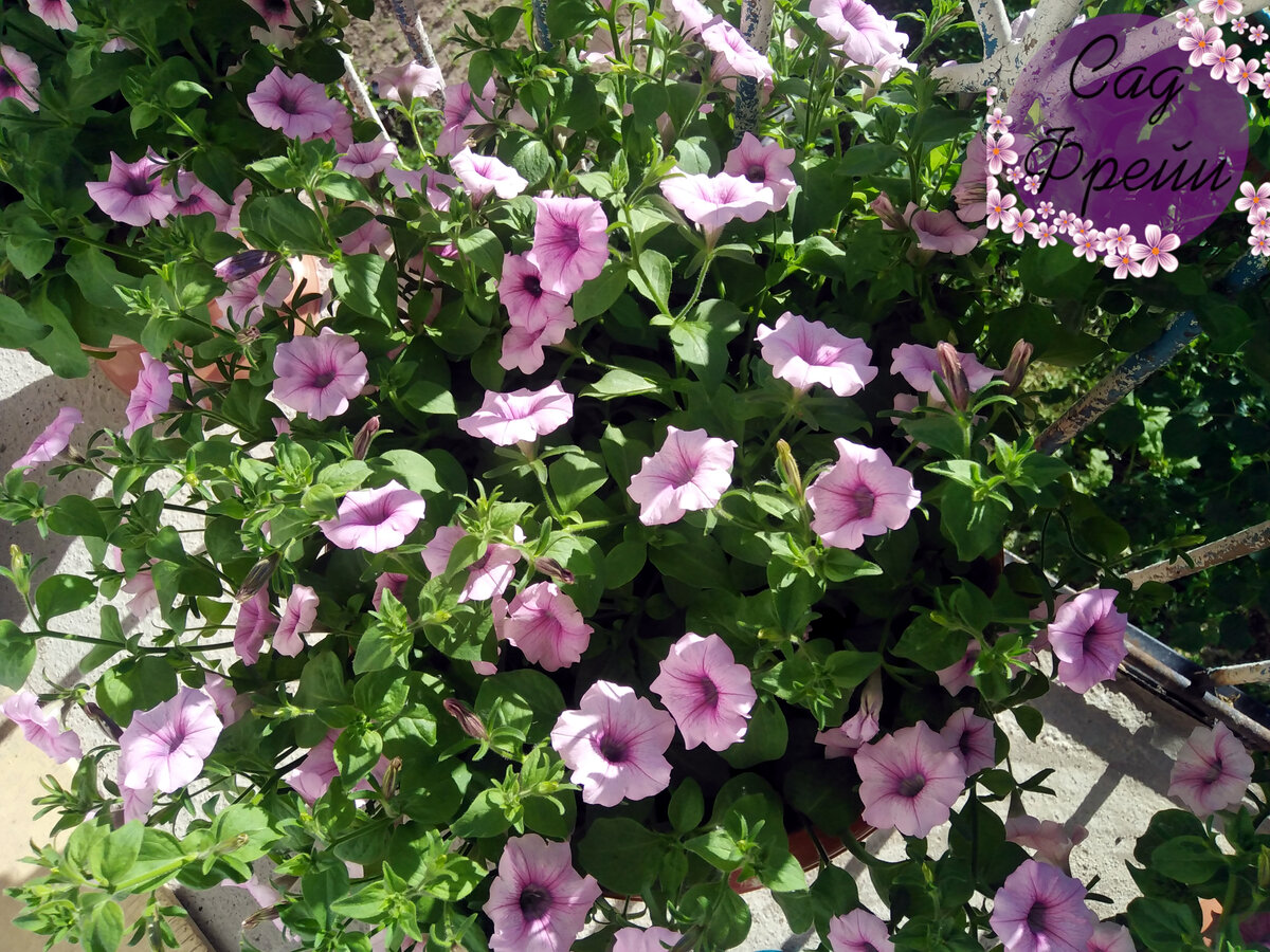 1 �������� � ����� (����� - 16 ��� 18 ������). `Shock Wave` F1, ���� "Pink Vein". ��� ���������� ����� ���������� ������ ����