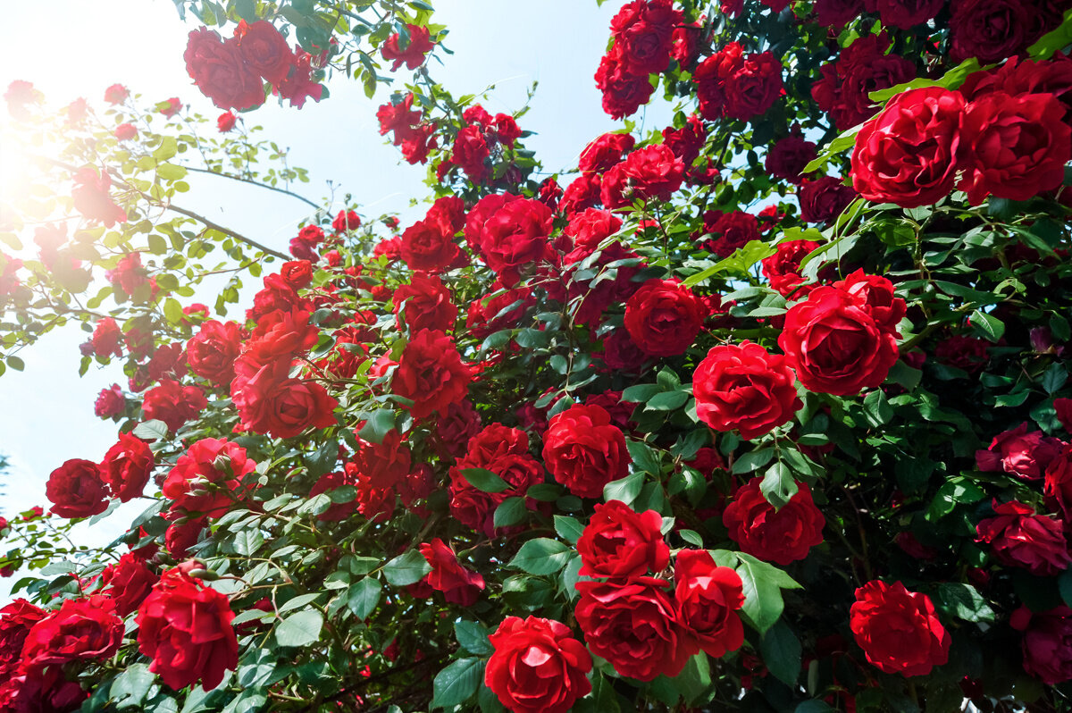 Розы красивые кусты роз. Роуз Гарден плетистая.