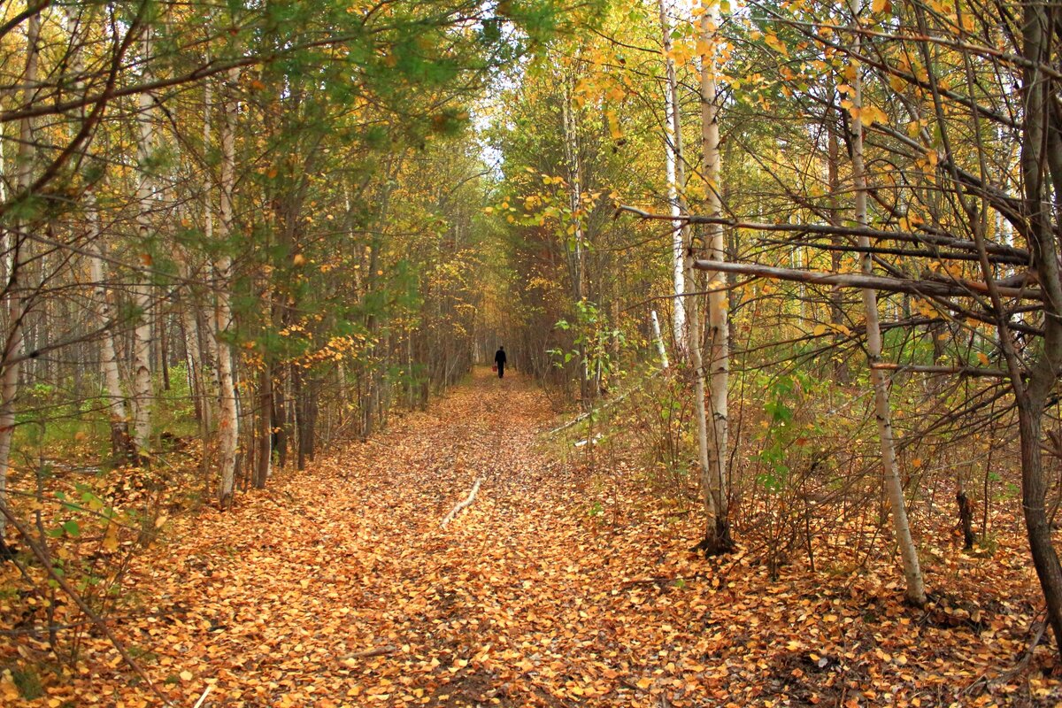 Старая дорога в тайге. Фото автора
