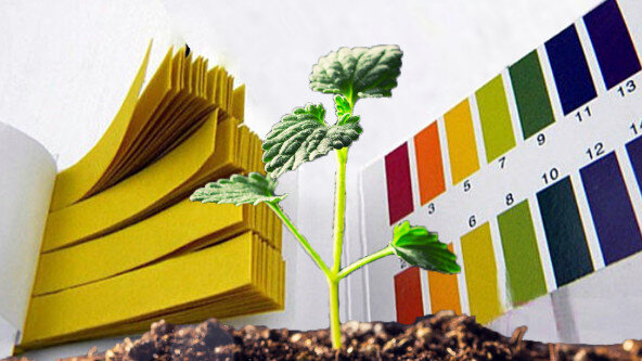 Растению нужен определённый показатель РН почвы.