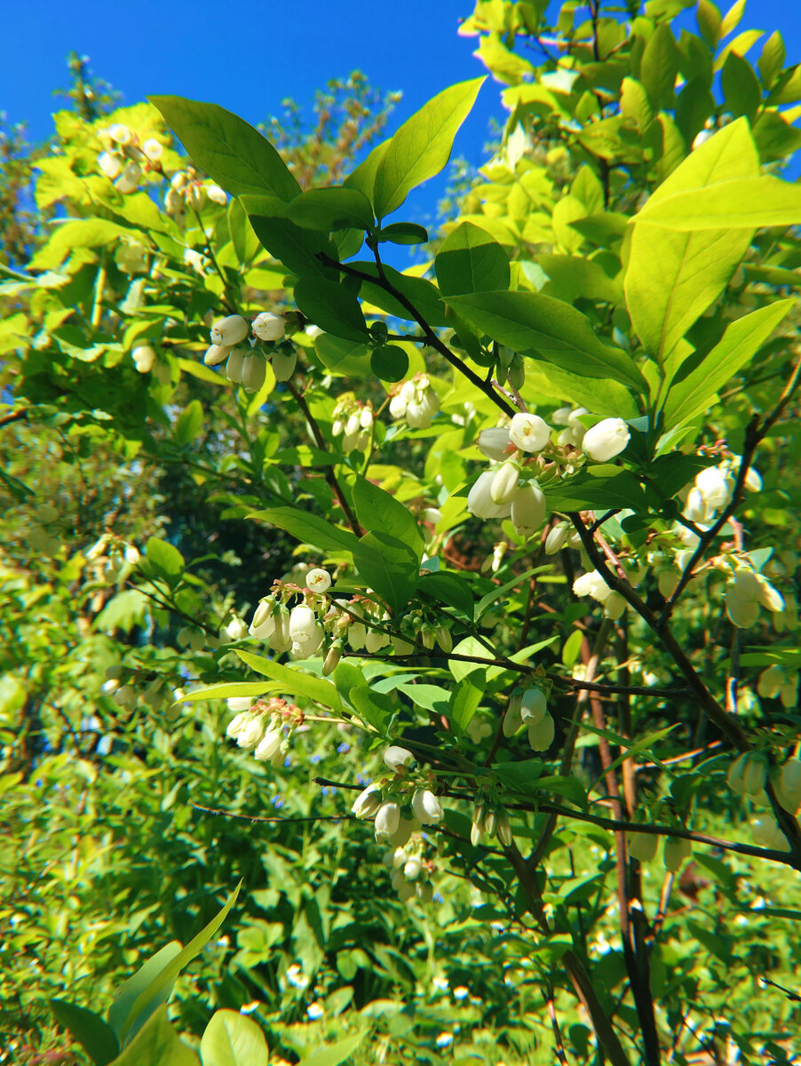 Голубика высокорослая. 