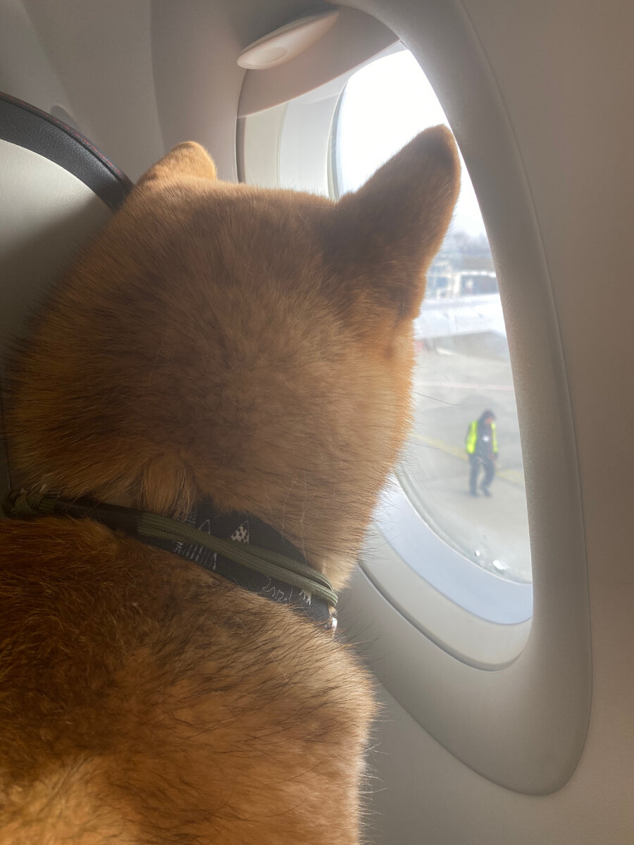 Смотрю, как грузят багаж 