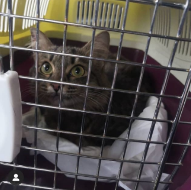 Красуля едет в Оськин дом