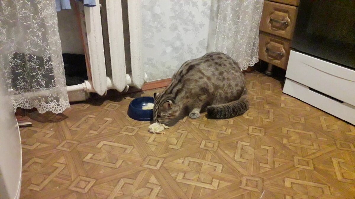 Кот ест суточных цыплят