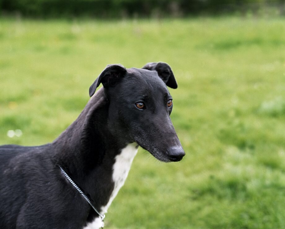 Хорошо поддаются  дрессировке