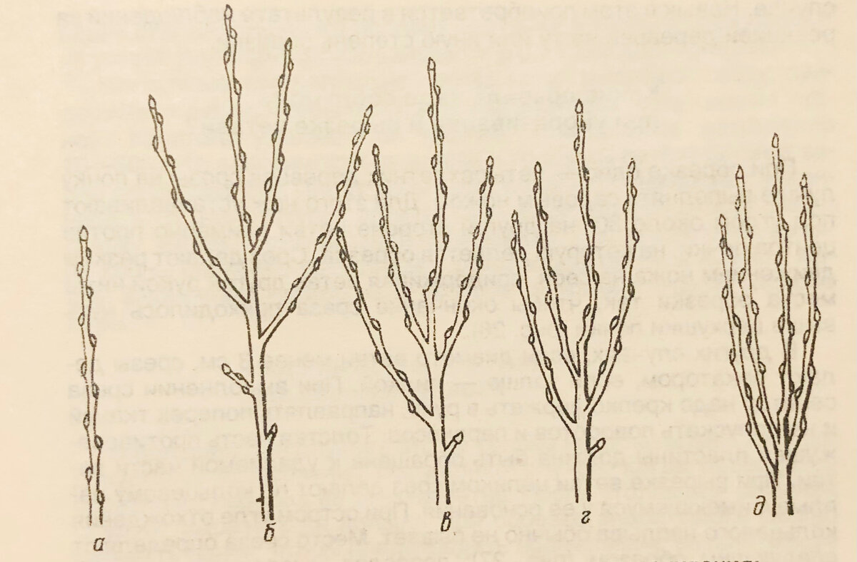 Рис. 2. Реакция ветви на различную степень укорачивания: а - исходная ветвь; б - рост ее без обрезки; в - рост при укорачивании на 1/4; г - рост при укорачивании на 1/2; д - рост при укорачивании на 3/4. 
