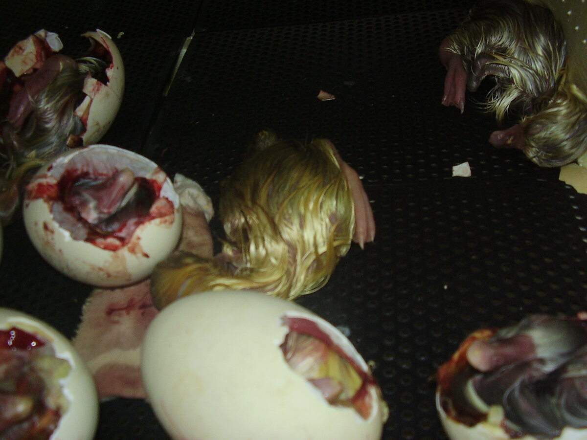 Вылупляются гусята. Не очень удачно....